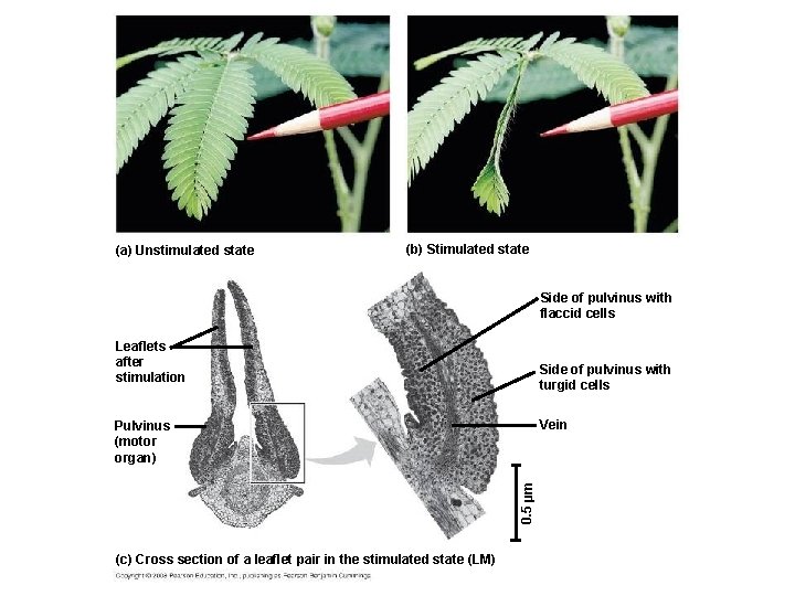 (a) Unstimulated state (b) Stimulated state Side of pulvinus with flaccid cells Leaflets after