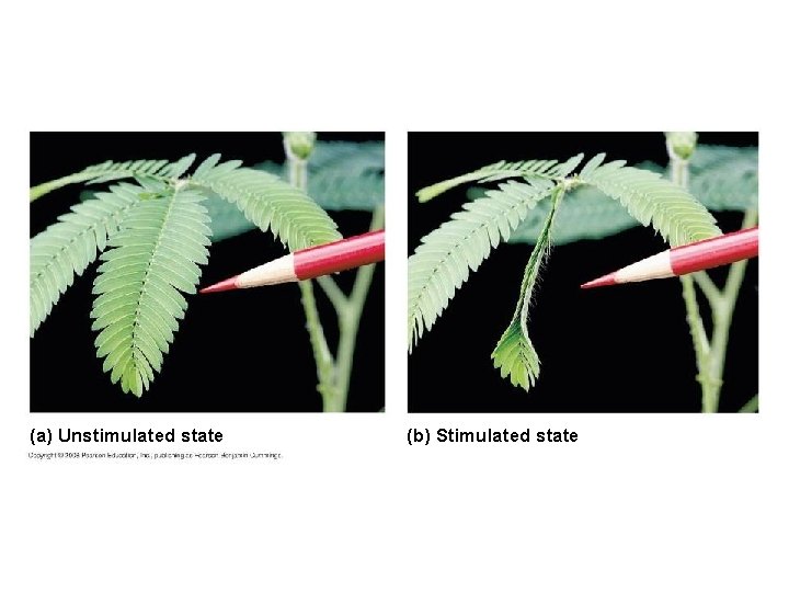 (a) Unstimulated state (b) Stimulated state 
