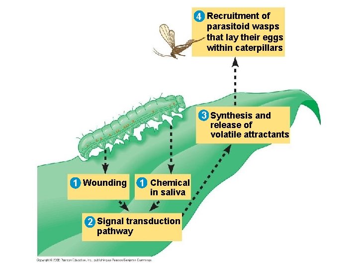 4 Recruitment of parasitoid wasps that lay their eggs within caterpillars 3 Synthesis and