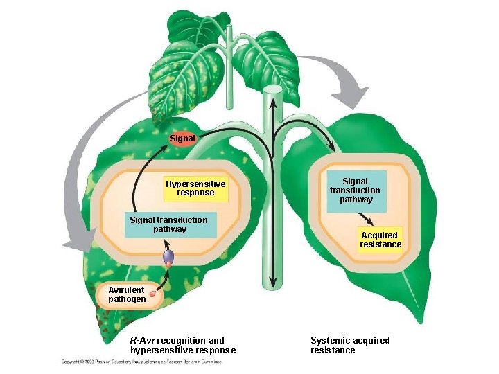 Signal Hypersensitive response Signal transduction pathway Acquired resistance Avirulent pathogen R-Avr recognition and hypersensitive