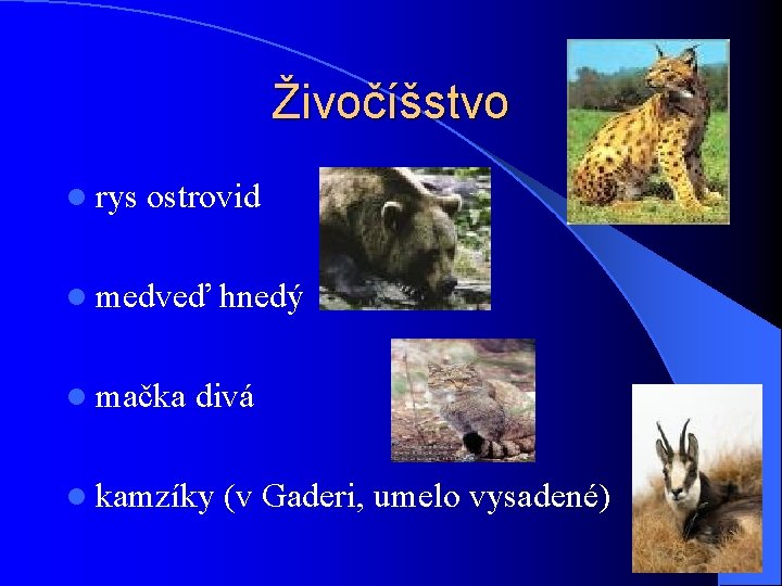 Živočíšstvo l rys ostrovid l medveď l mačka hnedý divá l kamzíky (v Gaderi,