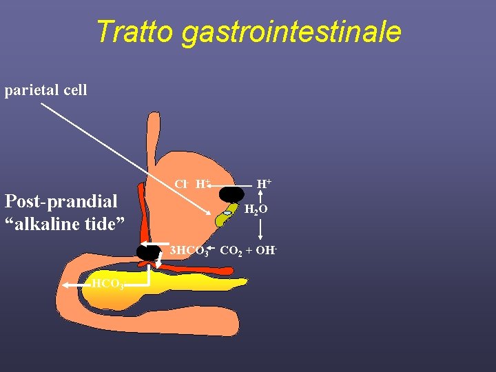 Tratto gastrointestinale parietal cell Post-prandial “alkaline tide” Cl- H+ H+ H 2 O 3