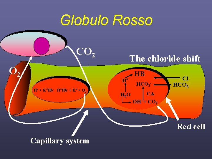 Globulo Rosso CO 2 The chloride shift H+ H+ + K+Hb- H+Hb- + K+