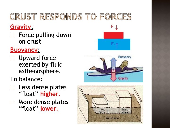 Gravity: � Force pulling down on crust. Buoyancy: � Upward force exerted by fluid