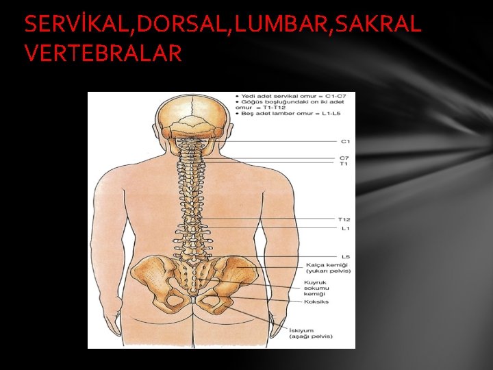SERVİKAL, DORSAL, LUMBAR, SAKRAL VERTEBRALAR 