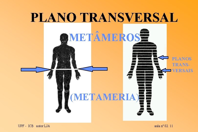 PLANO TRANSVERSAL MET MEROS PLANOS TRANSVERSAIS (METAMERIA) UPF - ICB autor LJA aula nº PLANO TRANSVERSAL MET MEROS PLANOS TRANSVERSAIS (METAMERIA) UPF - ICB autor LJA aula nº