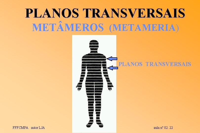 PLANOS TRANSVERSAIS MET MEROS (METAMERIA) PLANOS TRANSVERSAIS FFFCMPA autor LJA aula nº 02. 22 PLANOS TRANSVERSAIS MET MEROS (METAMERIA) PLANOS TRANSVERSAIS FFFCMPA autor LJA aula nº 02. 22
