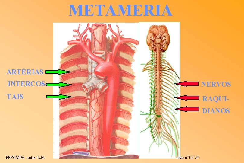 METAMERIA ARTÉRIAS INTERCOS- NERVOS TAIS RAQUIDIANOS FFFCMPA autor LJA aula nº 02. 24 METAMERIA ARTÉRIAS INTERCOS- NERVOS TAIS RAQUIDIANOS FFFCMPA autor LJA aula nº 02. 24