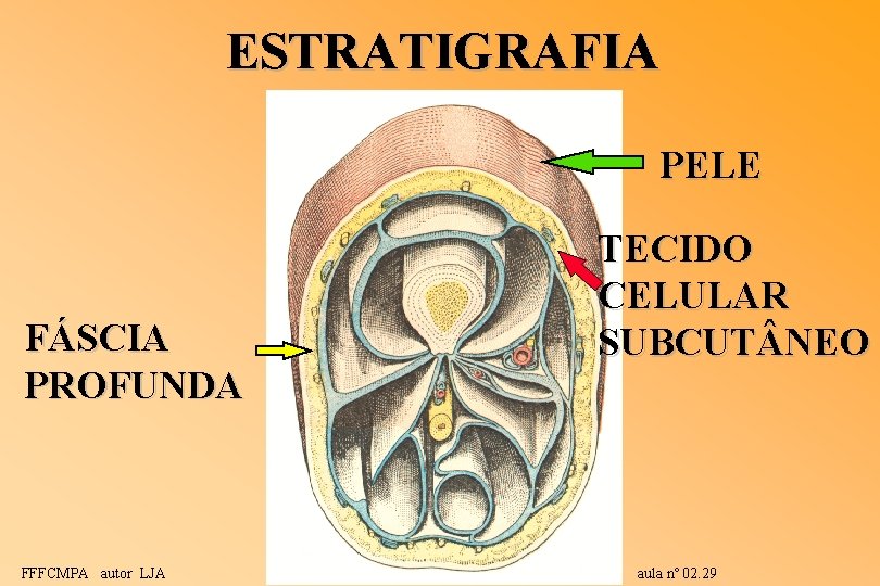 ESTRATIGRAFIA PELE FÁSCIA PROFUNDA FFFCMPA autor LJA TECIDO CELULAR SUBCUT NEO aula nº 02. ESTRATIGRAFIA PELE FÁSCIA PROFUNDA FFFCMPA autor LJA TECIDO CELULAR SUBCUT NEO aula nº 02.