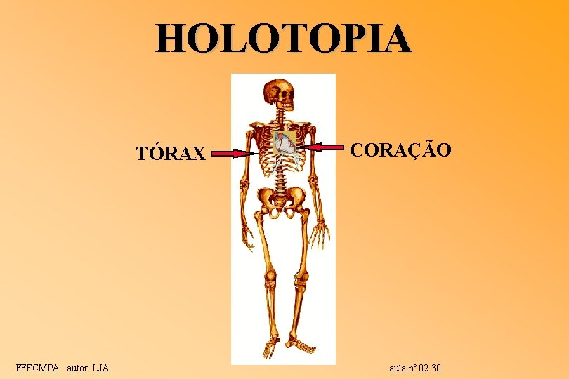 HOLOTOPIA TÓRAX FFFCMPA autor LJA CORAÇÃO aula nº 02. 30 HOLOTOPIA TÓRAX FFFCMPA autor LJA CORAÇÃO aula nº 02. 30