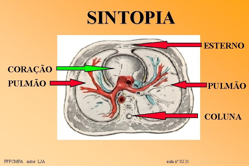 SINTOPIA ESTERNO CORAÇÃO PULMÃO COLUNA FFFCMPA autor LJA aula nº 02. 31 SINTOPIA ESTERNO CORAÇÃO PULMÃO COLUNA FFFCMPA autor LJA aula nº 02. 31