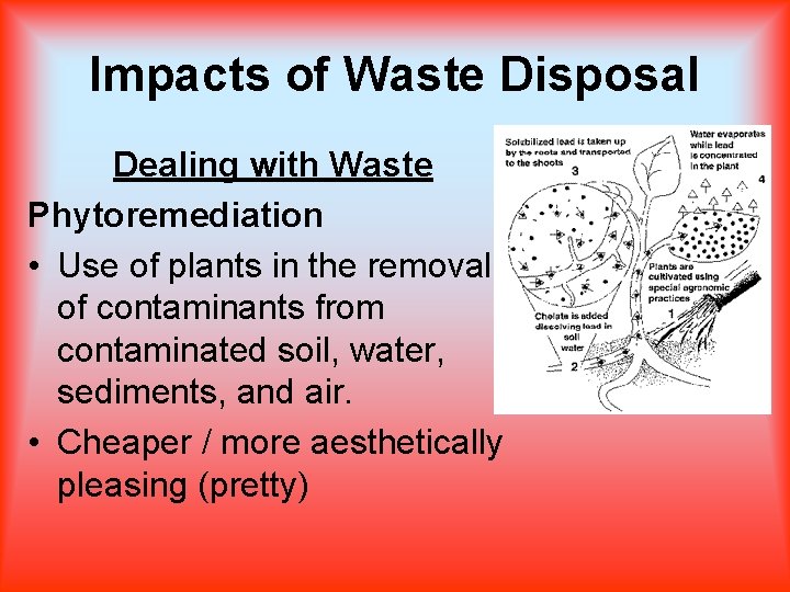 Impacts of Waste Disposal Dealing with Waste Phytoremediation • Use of plants in the