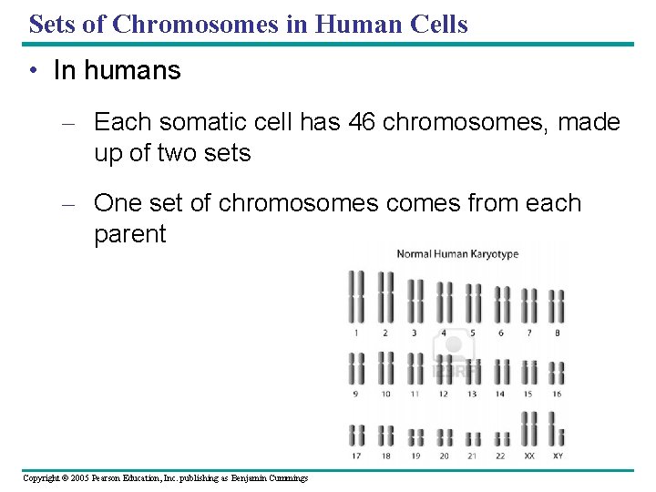 Sets of Chromosomes in Human Cells • In humans – Each somatic cell has