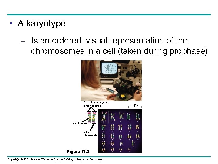  • A karyotype – Is an ordered, visual representation of the chromosomes in