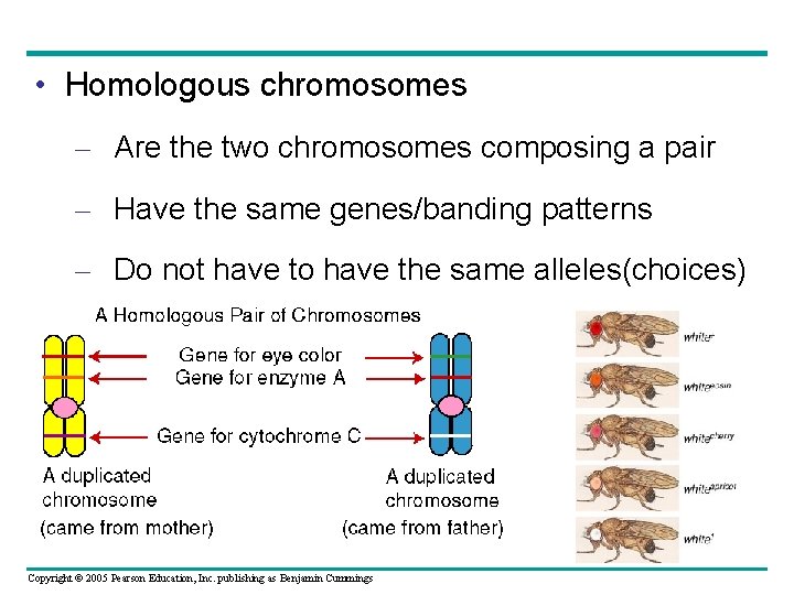  • Homologous chromosomes – Are the two chromosomes composing a pair – Have