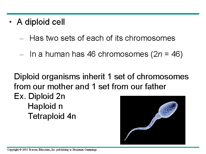  • A diploid cell – Has two sets of each of its chromosomes