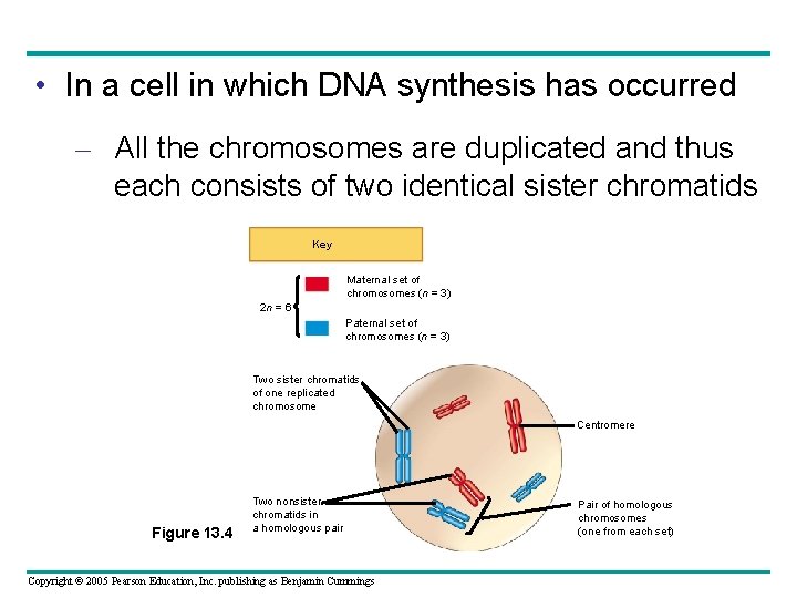  • In a cell in which DNA synthesis has occurred – All the