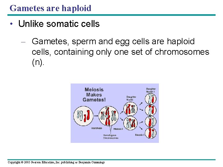 Gametes are haploid • Unlike somatic cells – Gametes, sperm and egg cells are