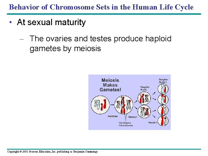 Behavior of Chromosome Sets in the Human Life Cycle • At sexual maturity –