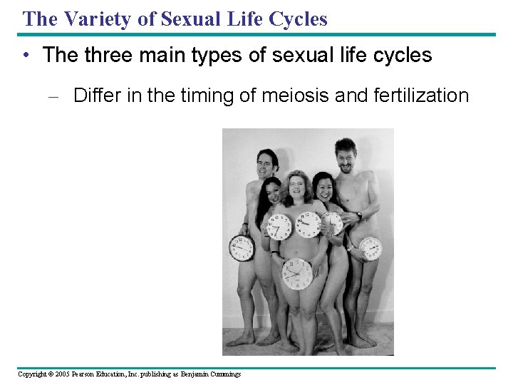 The Variety of Sexual Life Cycles • The three main types of sexual life