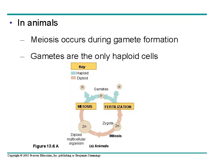  • In animals – Meiosis occurs during gamete formation – Gametes are the