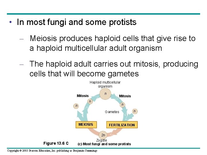  • In most fungi and some protists – Meiosis produces haploid cells that