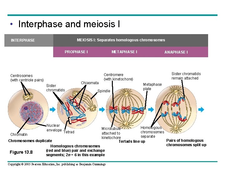  • Interphase and meiosis I MEIOSIS I: Separates homologous chromosomes INTERPHASE PROPHASE I