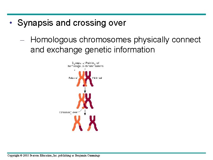  • Synapsis and crossing over – Homologous chromosomes physically connect and exchange genetic