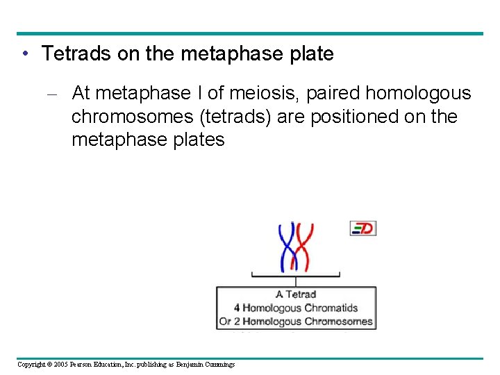  • Tetrads on the metaphase plate – At metaphase I of meiosis, paired