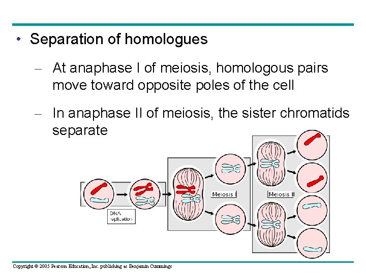  • Separation of homologues – At anaphase I of meiosis, homologous pairs move