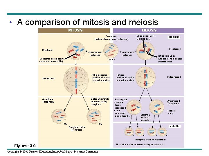  • A comparison of mitosis and meiosis MITOSIS MEIOSIS Chiasma (site of crossing