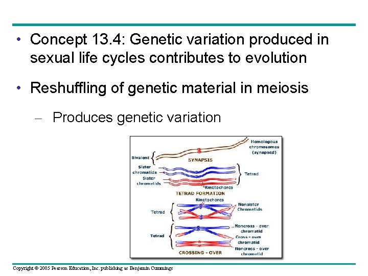  • Concept 13. 4: Genetic variation produced in sexual life cycles contributes to