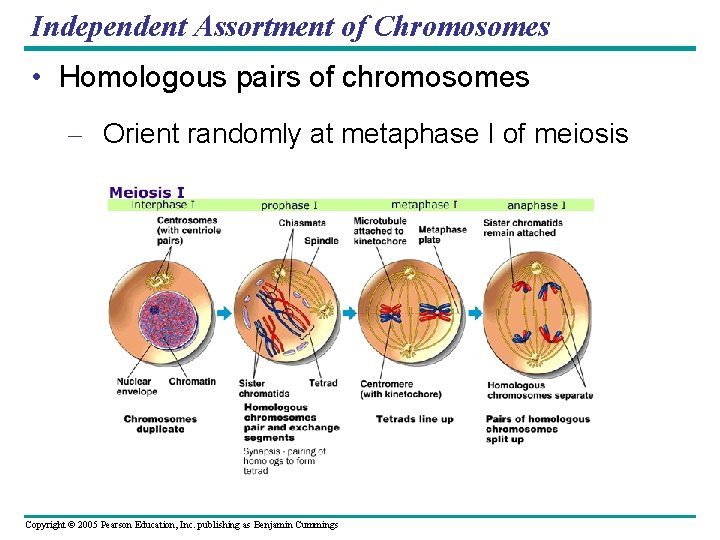 Independent Assortment of Chromosomes • Homologous pairs of chromosomes – Orient randomly at metaphase