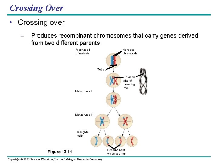 Crossing Over • Crossing over – Produces recombinant chromosomes that carry genes derived from