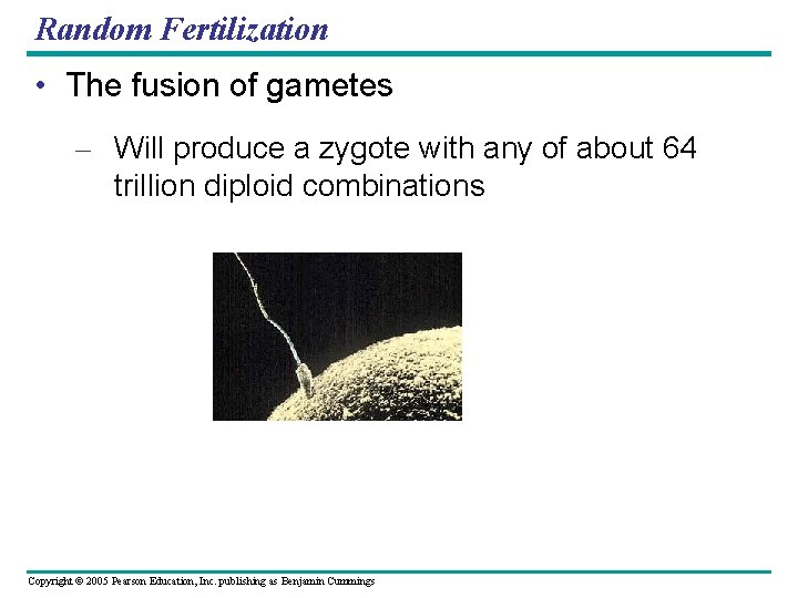 Random Fertilization • The fusion of gametes – Will produce a zygote with any