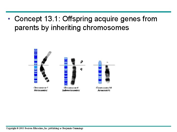  • Concept 13. 1: Offspring acquire genes from parents by inheriting chromosomes Copyright