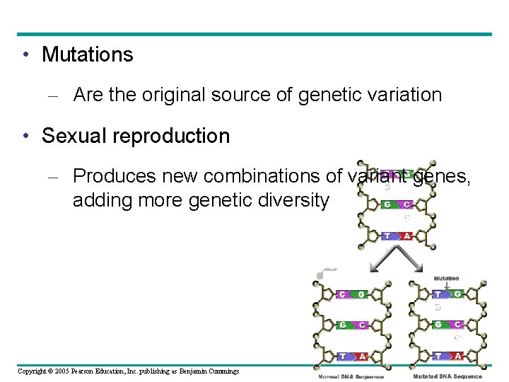  • Mutations – Are the original source of genetic variation • Sexual reproduction