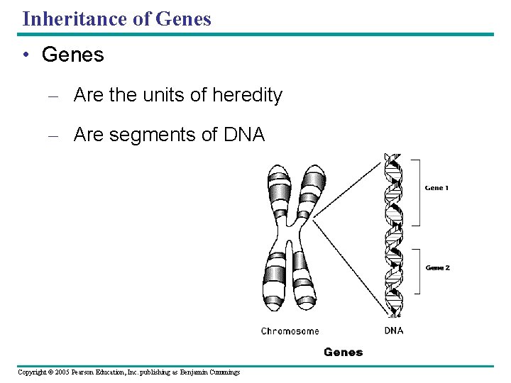 Inheritance of Genes • Genes – Are the units of heredity – Are segments