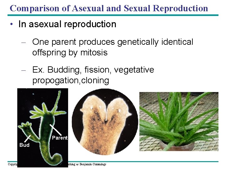 Comparison of Asexual and Sexual Reproduction • In asexual reproduction – One parent produces