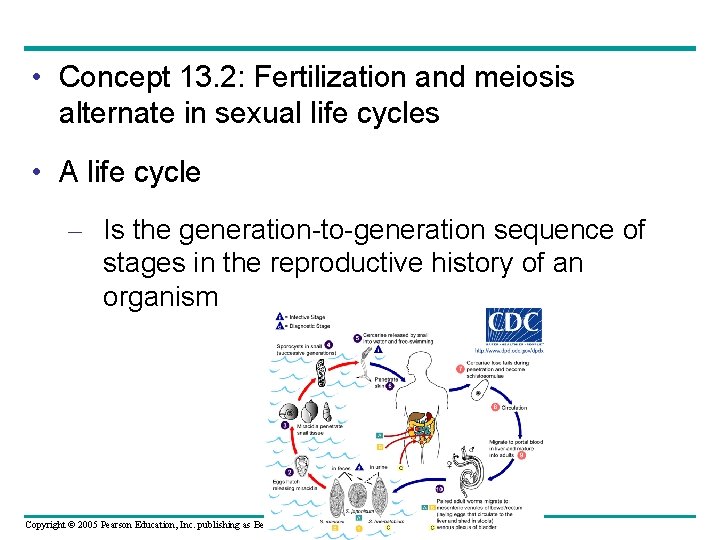  • Concept 13. 2: Fertilization and meiosis alternate in sexual life cycles •