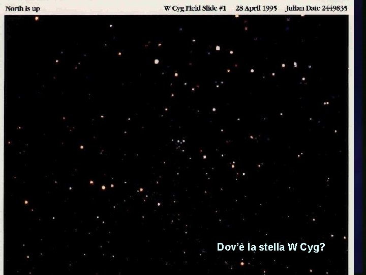Dov’è la stella W Cyg? 