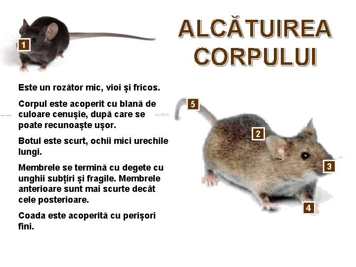 1 ALCĂTUIREA CORPULUI Este un rozător mic, vioi și fricos. Corpul este acoperit cu 1 ALCĂTUIREA CORPULUI Este un rozător mic, vioi și fricos. Corpul este acoperit cu
