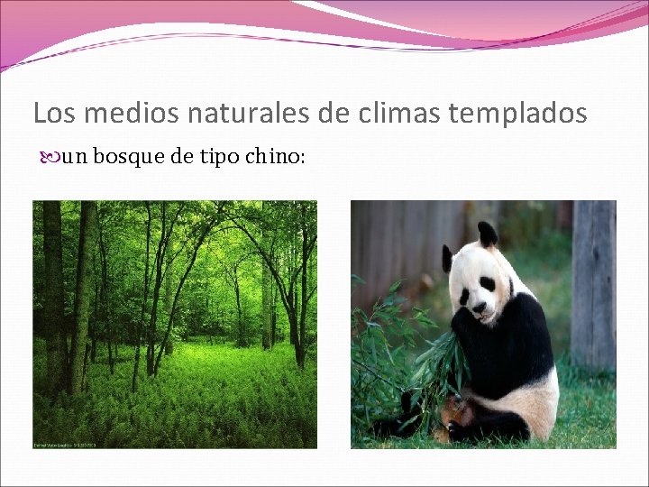 Los medios naturales de climas templados un bosque de tipo chino: 