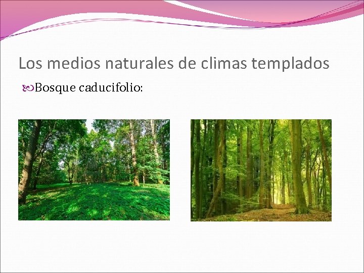 Los medios naturales de climas templados Bosque caducifolio: 
