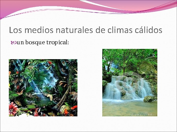 Los medios naturales de climas cálidos un bosque tropical: 