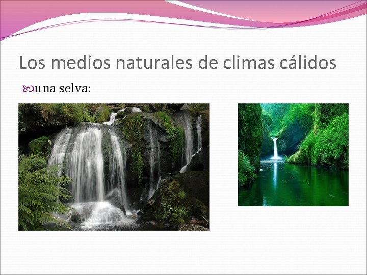 Los medios naturales de climas cálidos una selva: 
