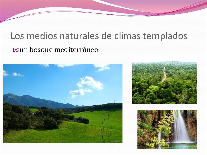 Los medios naturales de climas templados un bosque mediterráneo: 