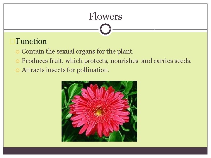Flowers �Function Contain the sexual organs for the plant. Produces fruit, which protects, nourishes