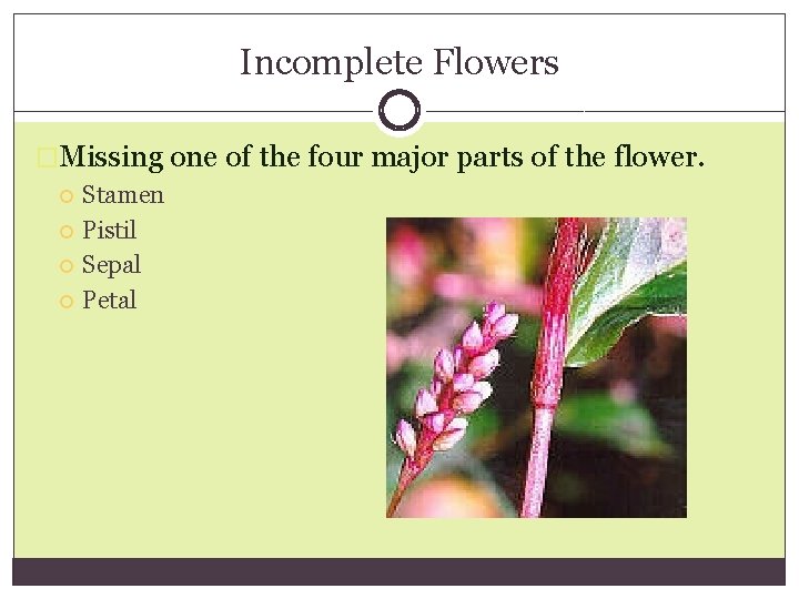 Incomplete Flowers �Missing one of the four major parts of the flower. Stamen Pistil