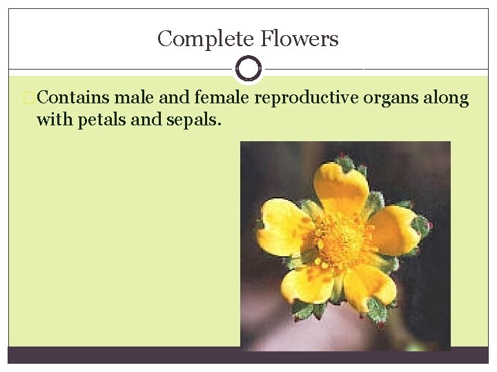 Complete Flowers �Contains male and female reproductive organs along with petals and sepals. 